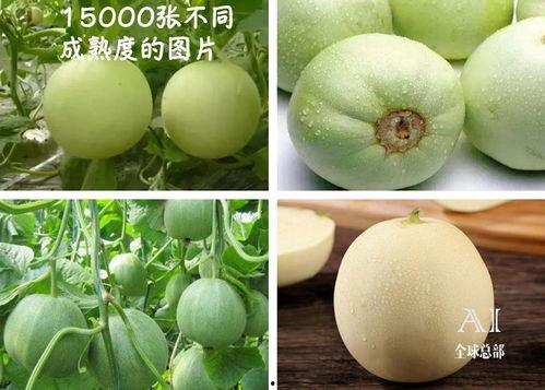 热门大瓜每日必吃大瓜 吃瓜抖音,抖音吃瓜盛宴，揭秘娱乐圈最新动态