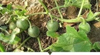 热门大瓜每日必吃大瓜 17草吃瓜网黑料爆料视频在线看,17草吃瓜网独家黑料爆料，视频在线观看